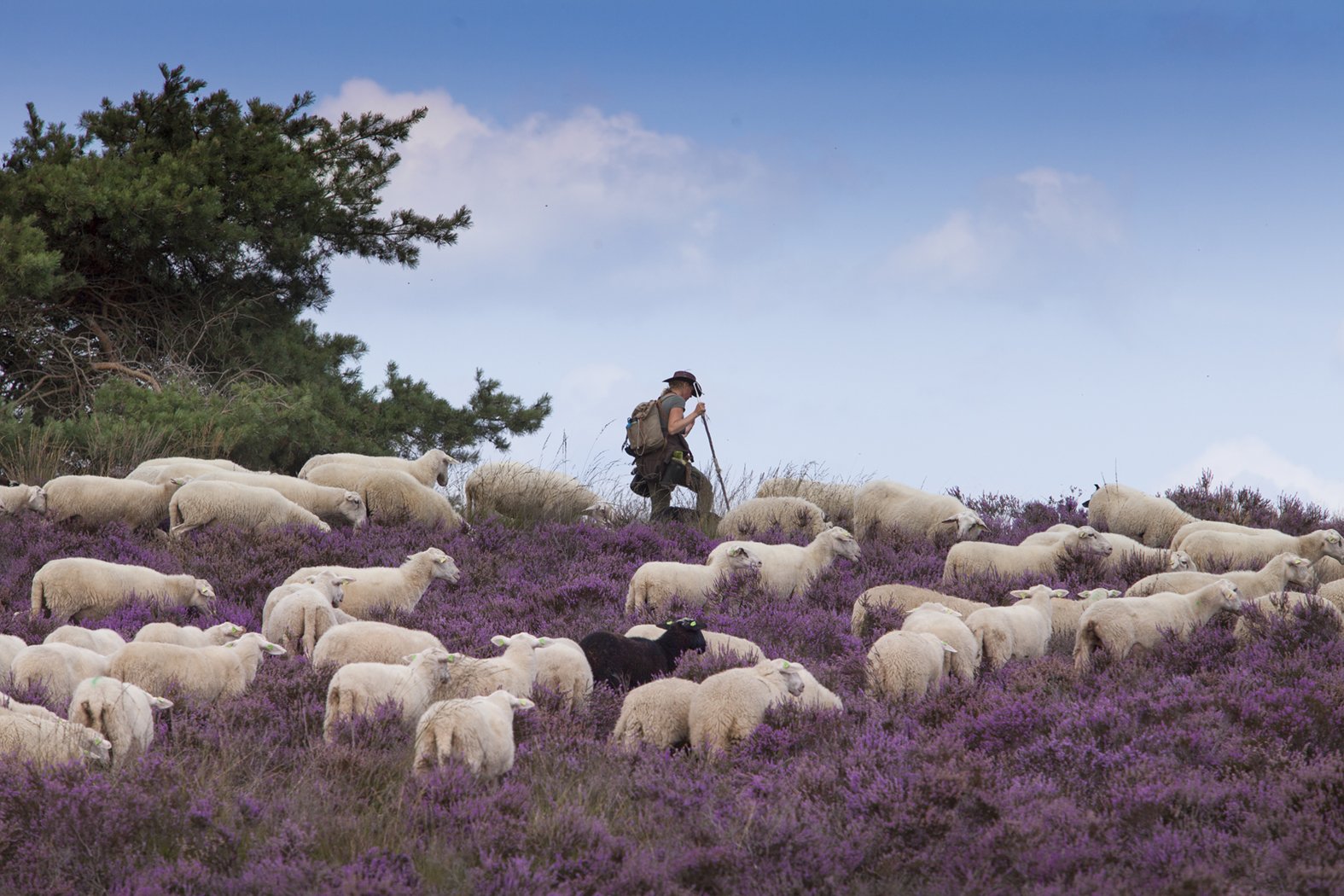 Herder met schaapskudde op de heide